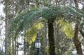 Tree fern, Tindale Gardens IMG_6768